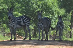 Equus quagga crawshayi