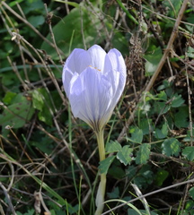 Crocus cancellatus