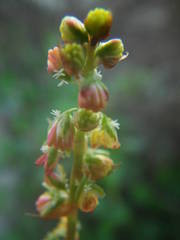 Rumex roseus