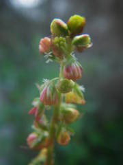 Rumex roseus