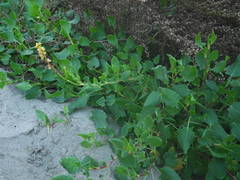 Rumex roseus