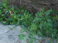 Rumex roseus