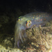 Doryteuthis pealeii - Photo (c) Eric Heupel, osa oikeuksista pidätetään (CC BY-NC-ND)
