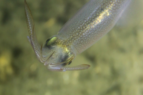 Longfin Inshore Squid