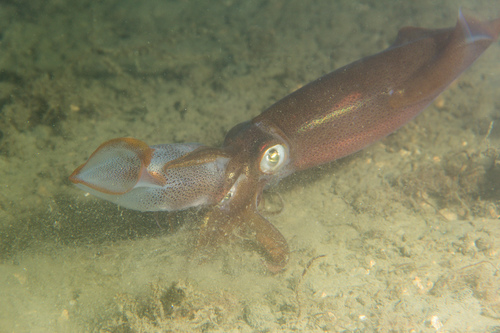 Longfin Inshore Squid
