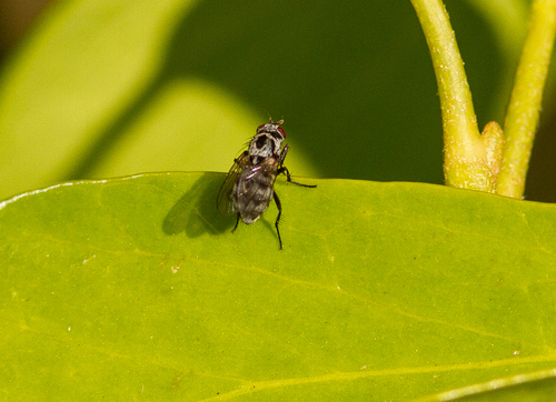 Anthomyia procellaris, 's-Gravenland, Capelle aan den IJssel, Nederland, photo 7 of 10