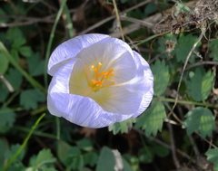 Crocus cancellatus