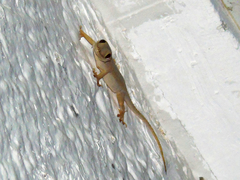 Hemidactylus mabouia