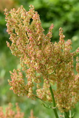 Rumex tuberosus