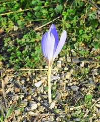 Crocus cancellatus