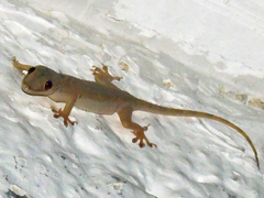 Hemidactylus mabouia