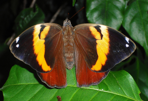 Split-banded Owl-Butterfly