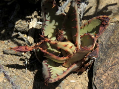 Aloe broomii