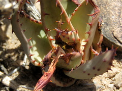 Aloe broomii
