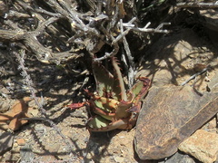 Aloe broomii