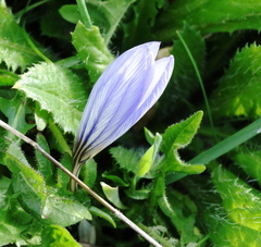 Crocus cancellatus
