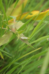 Rhogogaster chlorosoma