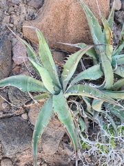 Agave sobria