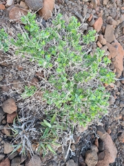 Coulterella capitata