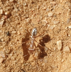 Cataglyphis bombycina