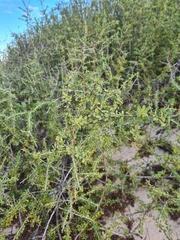 Condalia globosa globosa