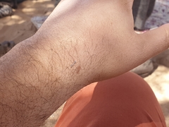 Cataglyphis bombycina