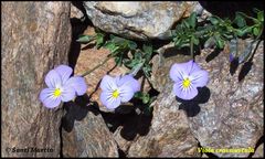 Viola crassiuscula