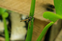 Polistes cinerascens