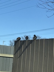 Sturnus vulgaris