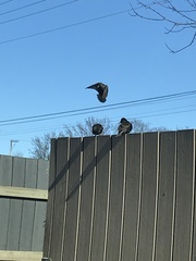 Sturnus vulgaris