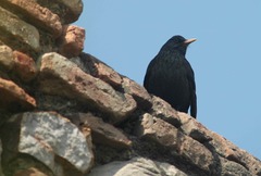 Turdus merula
