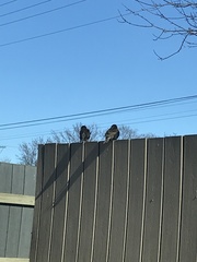 Sturnus vulgaris