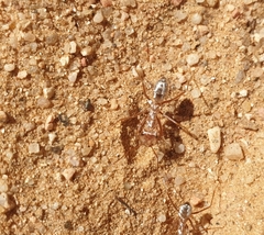Cataglyphis bombycina