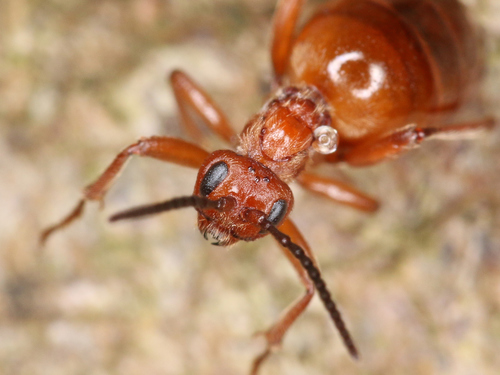 Oak Apple Gall Wasp
