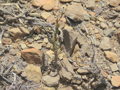 Pedaliaceae