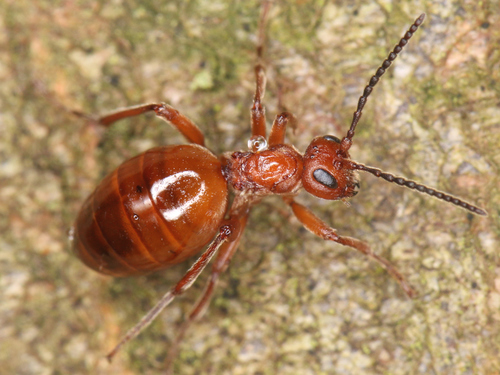 Oak Apple Gall Wasp