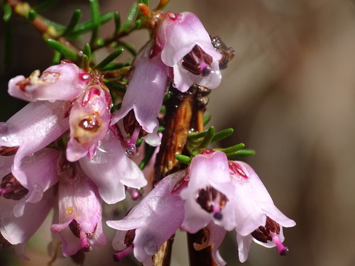 Spanish heath