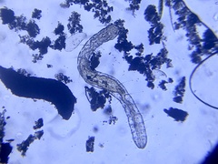 Aeolosoma
