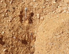 Cataglyphis bombycina