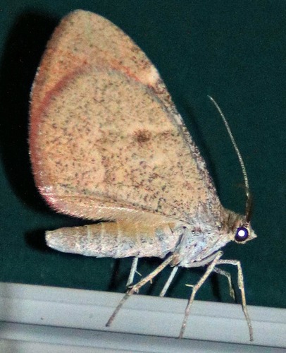 Stamnodes seiferti (Neumoegen, 1882)