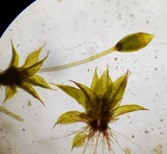Microbryum davallianum