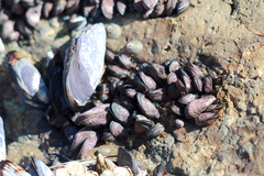 Brachidontes adamsianus