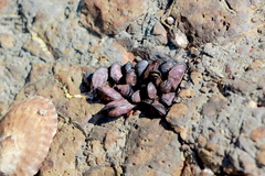 Brachidontes adamsianus