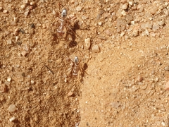 Cataglyphis bombycina