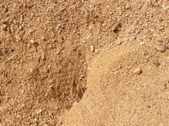 Cataglyphis bombycina