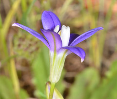 Brodiaea stellaris