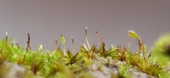 Microbryum davallianum