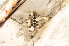 Polistes cinerascens