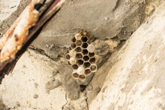 Polistes cinerascens