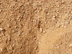 Cataglyphis bombycina